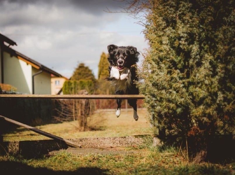 bordercollie.v2.jpg