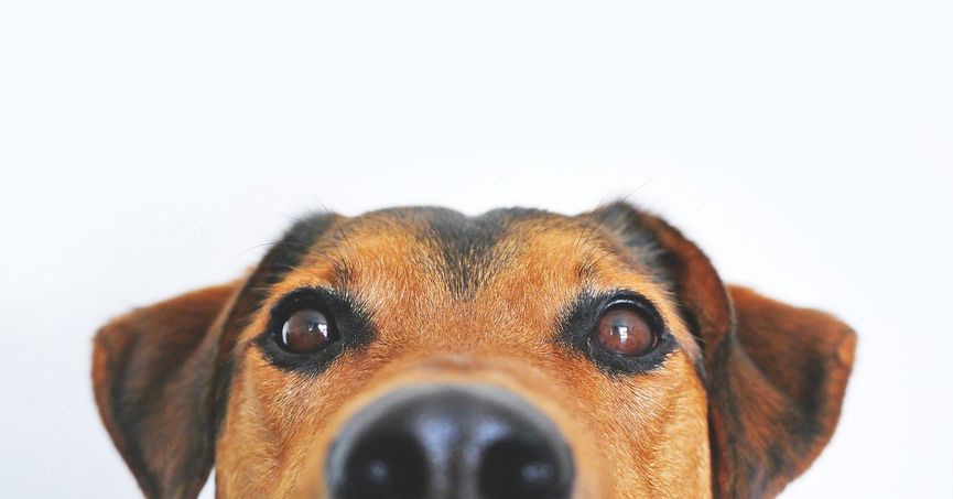 dog-838281_1280.jpg