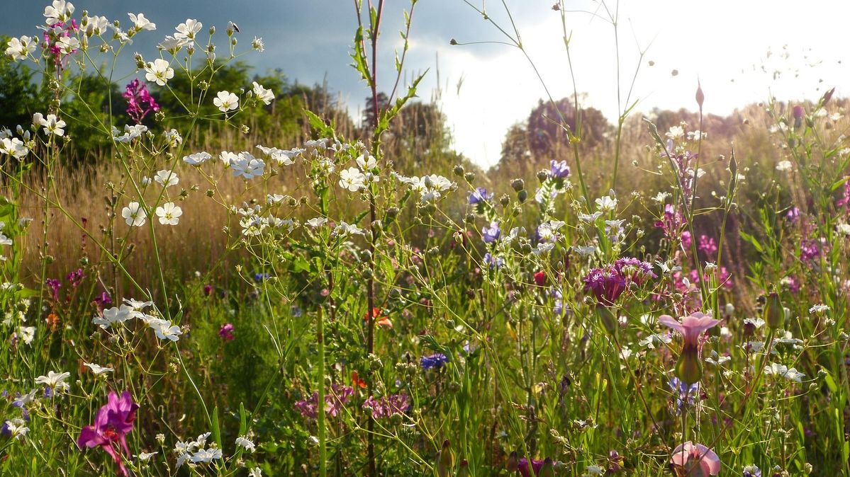 Wild Flowers &#8211; Silviarita Pixabay.jpg