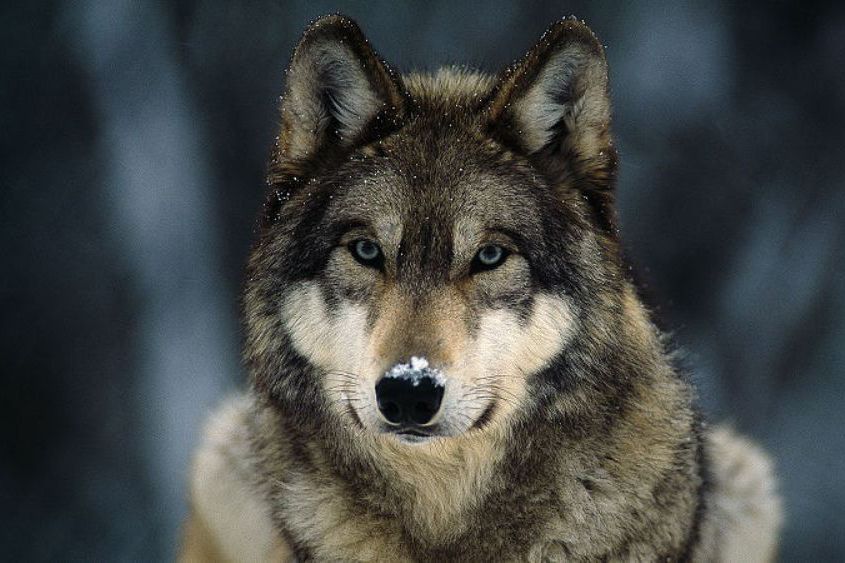 wolf-isster17.jpg