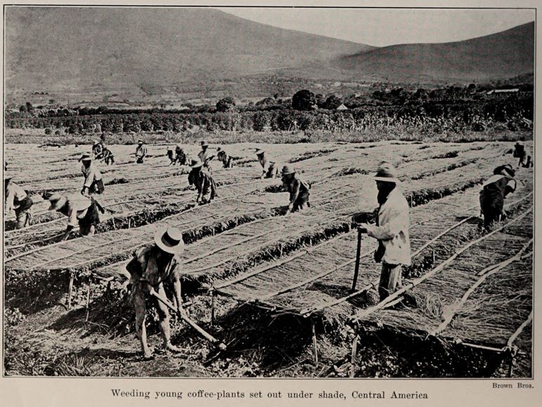 Weeding_young_coffee-plants_set_out_under_shade,_Central_America,_photo_from_The_Encyclopedia_of_Food_by_Artemas_Ward.jpg