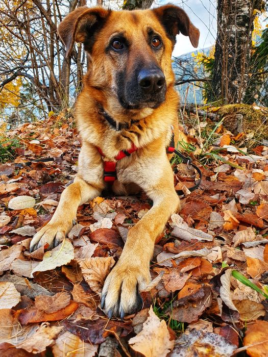 Tierheimhund 3