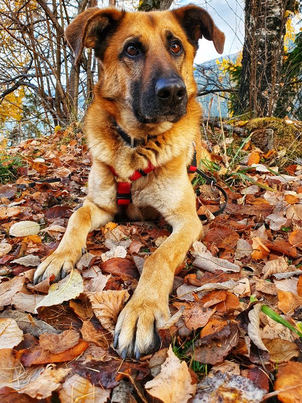 Tierheimhund 3