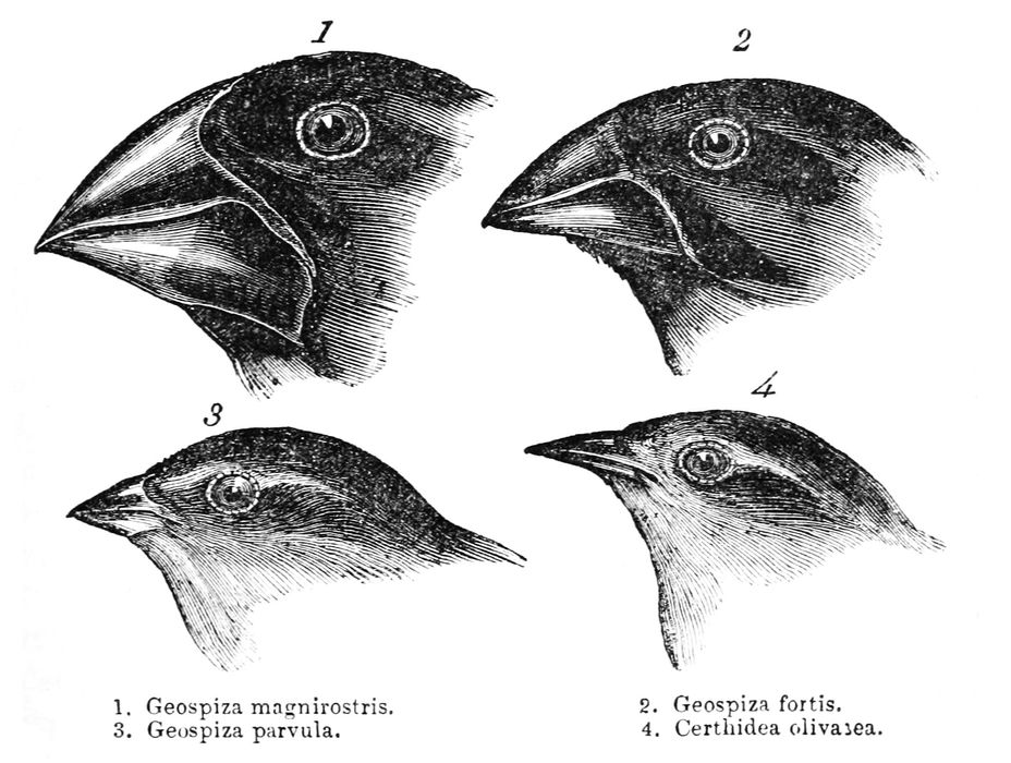 Darwin&#8217;s_finches_by_Gould